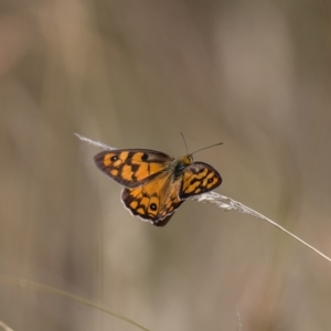 Heteronympha penelope at Rendezvous Creek, ACT - 21 Feb 2017