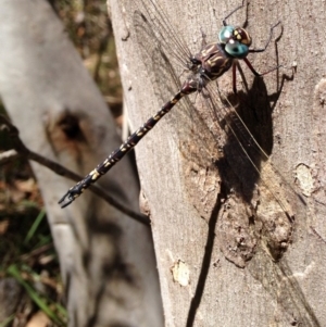 Austroaeschna multipunctata at Cotter River, ACT - 21 Feb 2017 11:36 AM