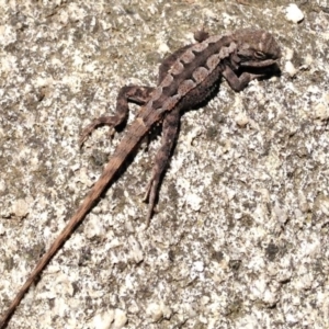 Rankinia diemensis at Cotter River, ACT - 21 Feb 2017 12:22 PM