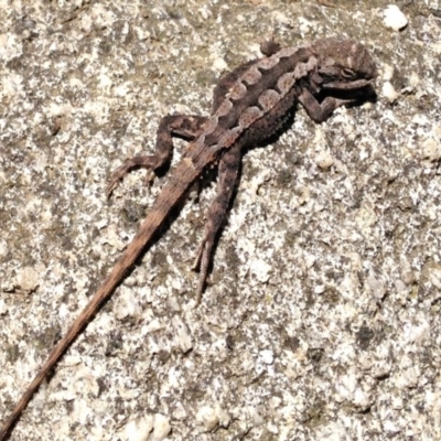 Rankinia diemensis (Mountain Dragon) at Cotter River, ACT - 21 Feb 2017 by Ratcliffe