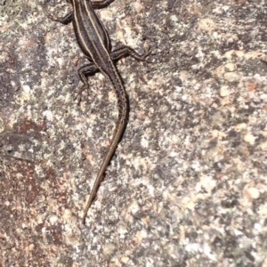 Pseudemoia spenceri at Cotter River, ACT - 21 Feb 2017