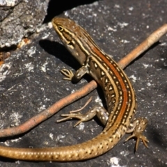 Liopholis whitii (White's Skink) at Namadgi National Park - 21 Feb 2017 by Ratcliffe