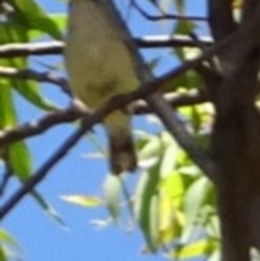 Smicrornis brevirostris at Greenway, ACT - 19 Feb 2017