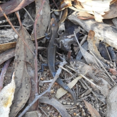 Lampropholis delicata (Delicate Skink) at Mount Majura - 20 Feb 2017 by Qwerty