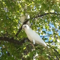 Cacatua sanguinea (Little Corella) at Greenway, ACT - 22 Feb 2017 by MatthewFrawley