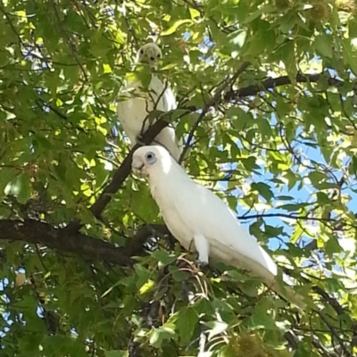 Cacatua sanguinea (Little Corella) at Greenway, ACT - 22 Feb 2017 by MatthewFrawley