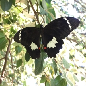 Papilio aegeus at Giralang, ACT - 22 Feb 2017 09:13 PM