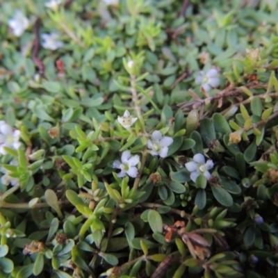 Glossostigma elatinoides (Small Mud-mat) at Greenway, ACT - 22 Feb 2017 by MichaelBedingfield