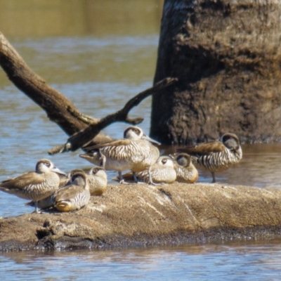 Malacorhynchus membranaceus (Pink-eared Duck) at Gungahlin, ACT - 22 Feb 2017 by CedricBear