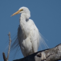 Ardea alba (Great Egret) at Gungahlin, ACT - 22 Feb 2017 by CedricBear