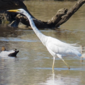 Ardea alba at Gungahlin, ACT - 22 Feb 2017