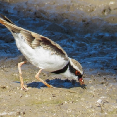 Charadrius melanops (Black-fronted Dotterel) at Mulligans Flat - 22 Feb 2017 by CedricBear