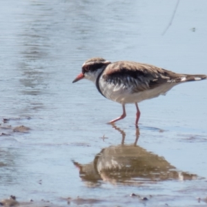 Charadrius melanops at Gungahlin, ACT - 22 Feb 2017