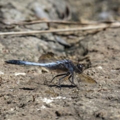 Orthetrum caledonicum (Blue Skimmer) at West Belconnen Pond - 23 Feb 2017 by Roger