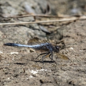 Orthetrum caledonicum at Dunlop, ACT - 23 Feb 2017