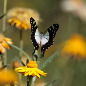 Graphium macleayanum at Acton, ACT - 23 Feb 2017