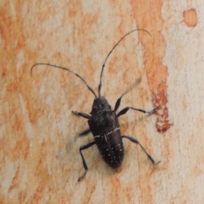 Zygocera pruinosa (Pruinosa longicorn beetle) at Pine Island to Point Hut - 22 Feb 2017 by michaelb