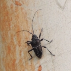 Zygocera pruinosa at Greenway, ACT - 22 Feb 2017