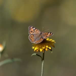 Junonia villida at Acton, ACT - 23 Feb 2017