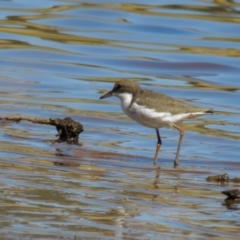 Erythrogonys cinctus (Red-kneed Dotterel) at Mulligans Flat - 22 Feb 2017 by CedricBear