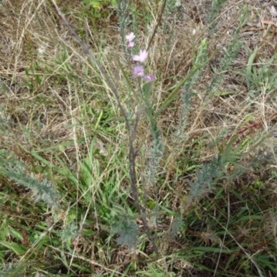 Epilobium hirtigerum (Hairy Willowherb) at Greenway, ACT - 22 Feb 2017 by SteveC