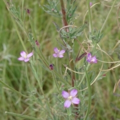 Epilobium hirtigerum at Greenway, ACT - 22 Feb 2017 06:39 PM