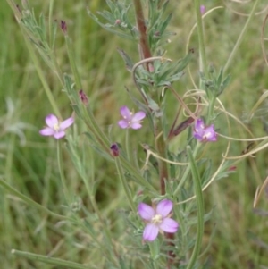 Epilobium hirtigerum at Greenway, ACT - 22 Feb 2017 06:39 PM