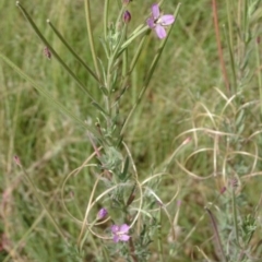 Epilobium hirtigerum at Greenway, ACT - 22 Feb 2017