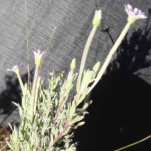 Epilobium sp. at Greenway, ACT - 22 Feb 2017