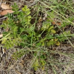 Unidentified at Greenway, ACT - 22 Feb 2017 by SteveC