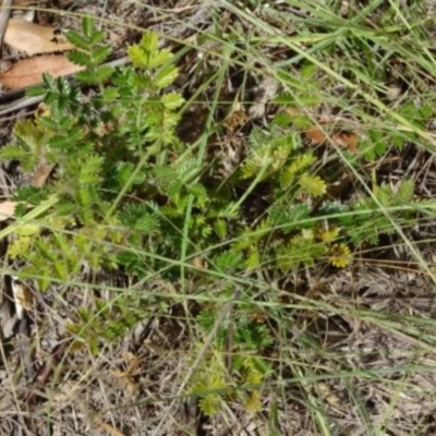 Unidentified at Greenway, ACT - 22 Feb 2017 by SteveC