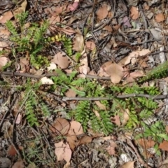 Unidentified at Greenway, ACT - 22 Feb 2017 by SteveC