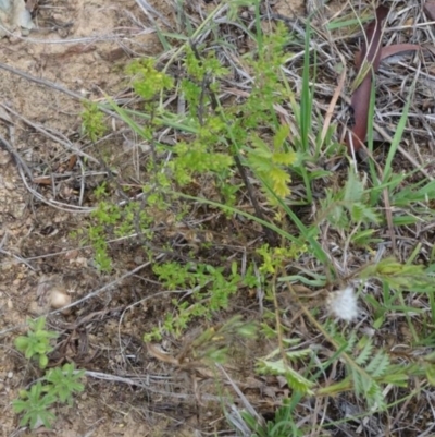 Acaena x ovina (Sheep's Burr) at Greenway, ACT - 22 Feb 2017 by SteveC