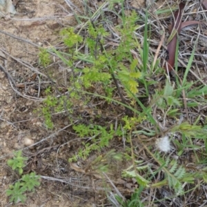 Acaena x ovina at Greenway, ACT - 22 Feb 2017