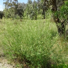 Melilotus albus (Bokhara Clover) at Greenway, ACT - 22 Feb 2017 by SteveC