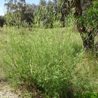 Melilotus albus (Bokhara Clover) at Greenway, ACT - 22 Feb 2017 by SteveC