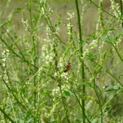 Melilotus albus at Greenway, ACT - 22 Feb 2017