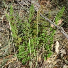 Cheilanthes sieberi (Rock Fern) at Greenway, ACT - 22 Feb 2017 by SteveC