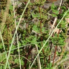 Cheilanthes sieberi at Greenway, ACT - 22 Feb 2017