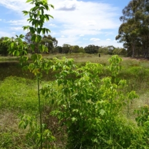 Acer negundo at Greenway, ACT - 22 Feb 2017 06:23 PM