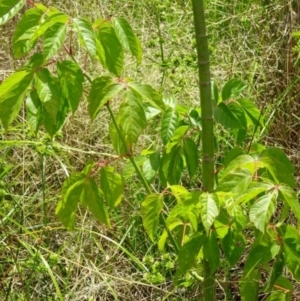 Acer negundo at Greenway, ACT - 22 Feb 2017