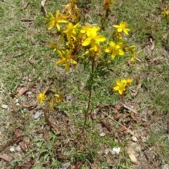 Hypericum perforatum (St John's Wort) at Greenway, ACT - 22 Feb 2017 by SteveC