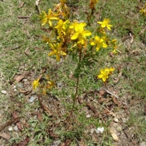 Hypericum perforatum at Greenway, ACT - 22 Feb 2017 08:03 PM