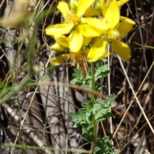 Hypericum perforatum at Greenway, ACT - 22 Feb 2017 08:03 PM