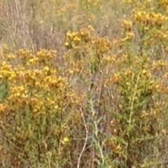 Hypericum perforatum at Greenway, ACT - 22 Feb 2017