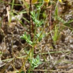 Hypericum perforatum at Greenway, ACT - 22 Feb 2017 08:03 PM