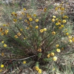 Xerochrysum viscosum (Sticky Everlasting) at Greenway, ACT - 22 Feb 2017 by SteveC