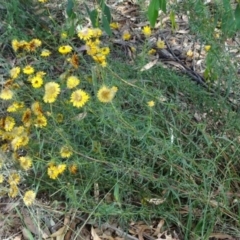 Xerochrysum viscosum (Sticky Everlasting) at Greenway, ACT - 22 Feb 2017 by SteveC