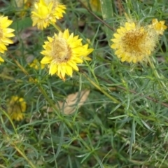 Xerochrysum viscosum at Greenway, ACT - 22 Feb 2017