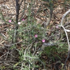 Convolvulus angustissimus subsp. angustissimus (Australian Bindweed) at Greenway, ACT - 22 Feb 2017 by SteveC